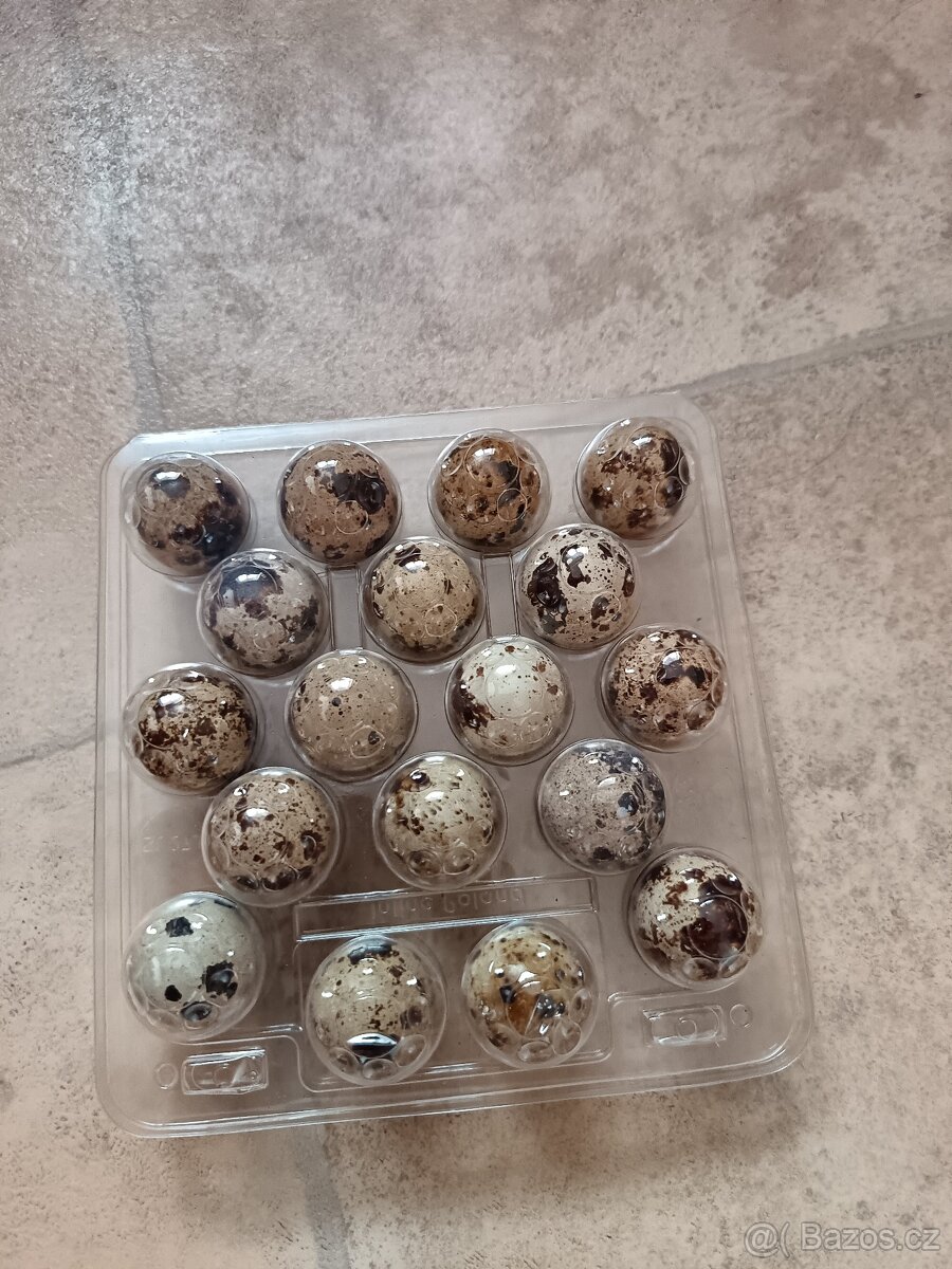 Domácí krěpelcí vejce