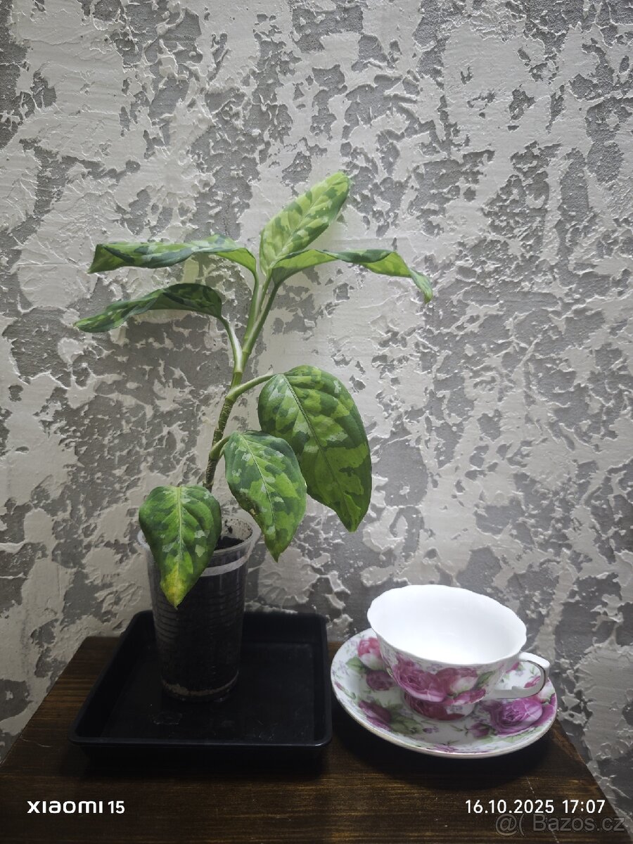 Aglaonema "tricolor" baby PRODÁNO