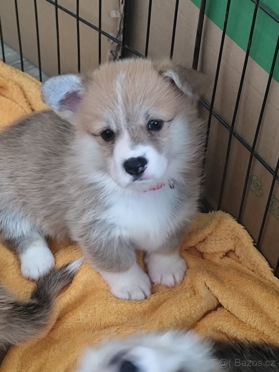 Welsh corgi Pembroke s PP FCI
