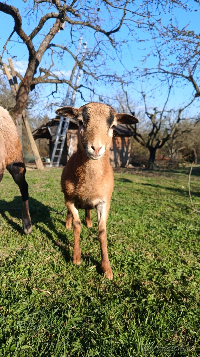 kamerunská jehňata