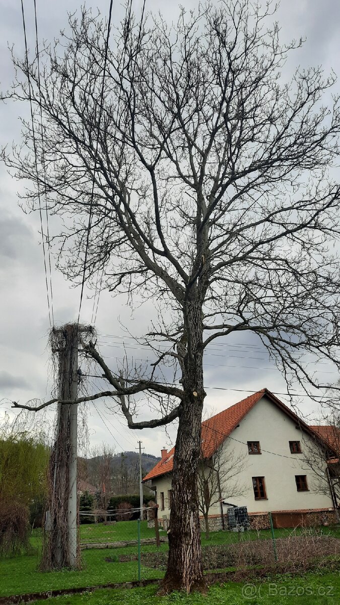 Ořech strom za odvoz