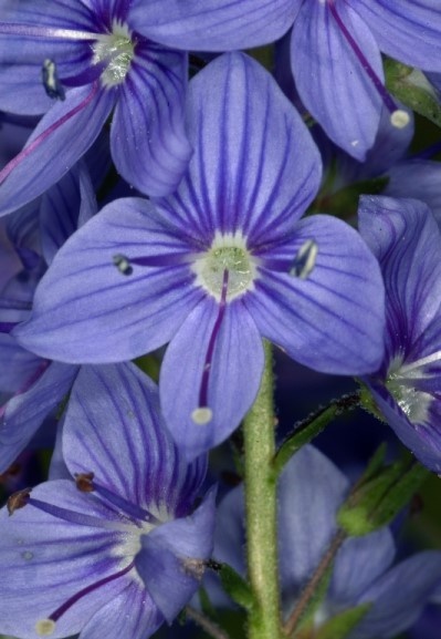 Rozrazil ožankovitý - Veronica teucrium 300 semen 50 Kč
