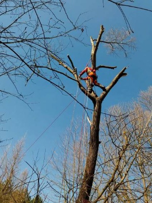 Rizikové kácení