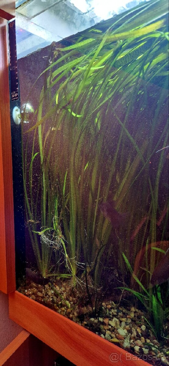Vallisneria gigantea