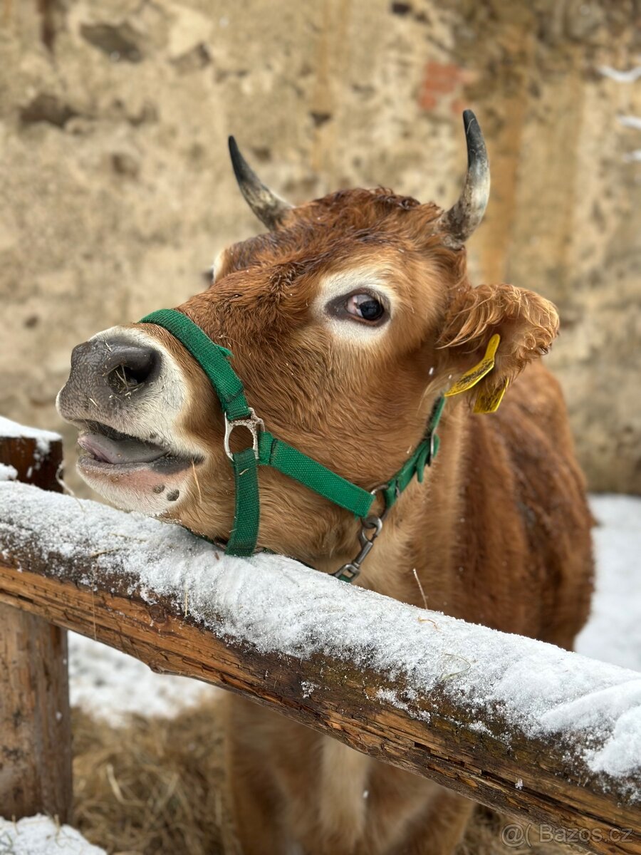 Jersey a holštýn jalovice