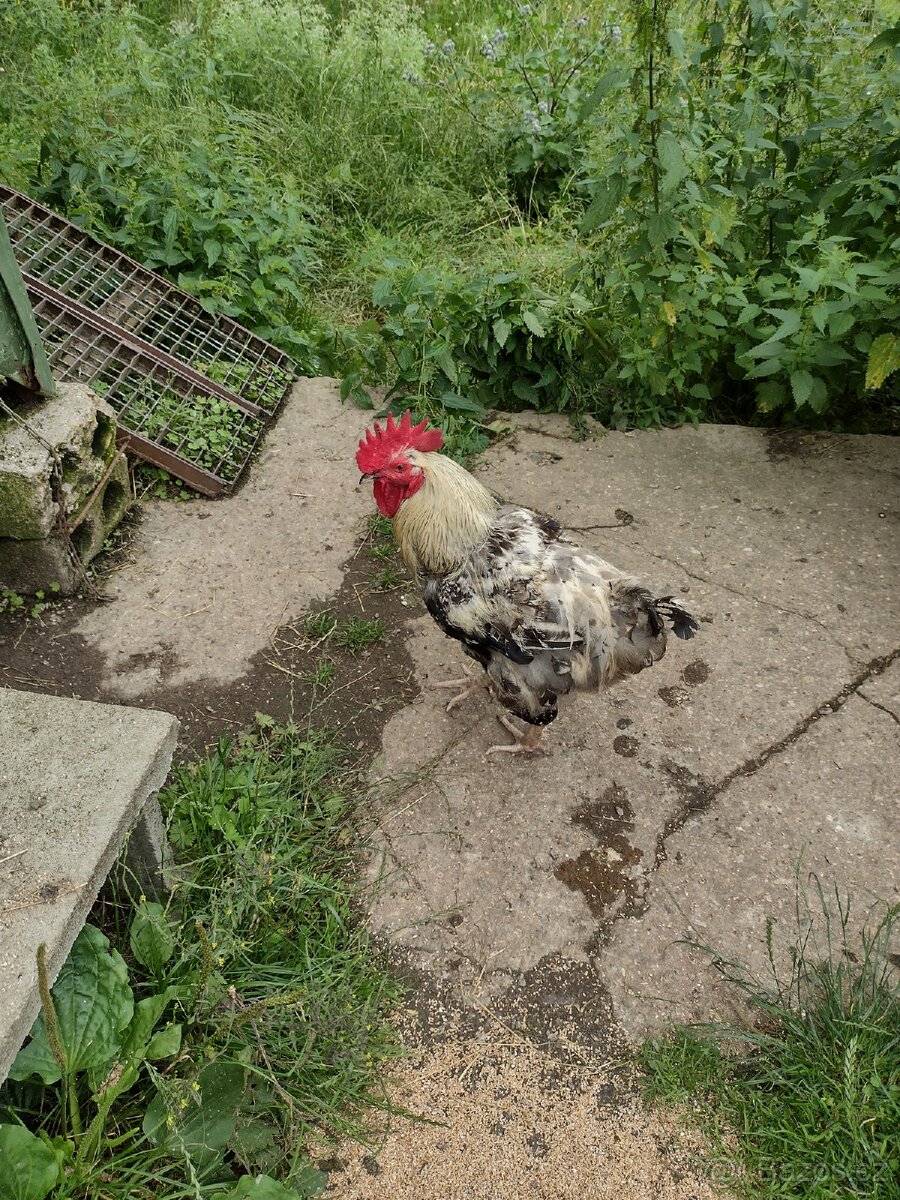 Tři roční kohouti, kohout