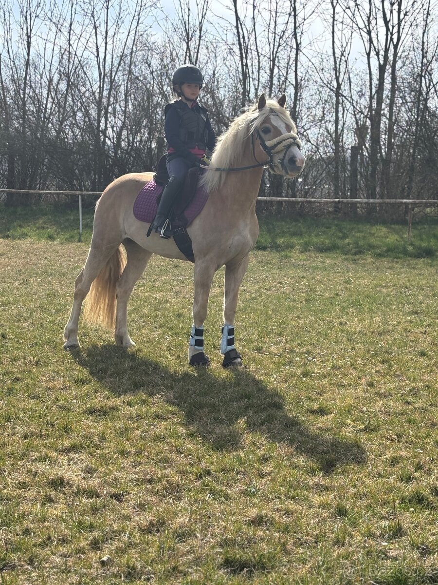 Pony B Hafling