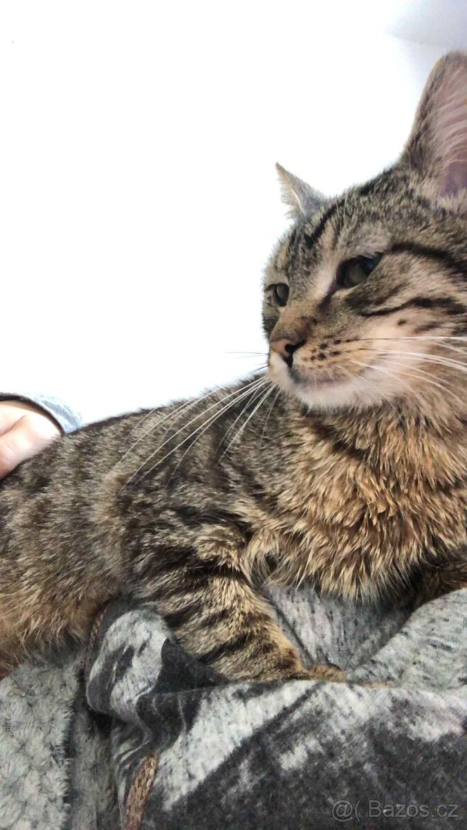 Daruji starsiho kocourka