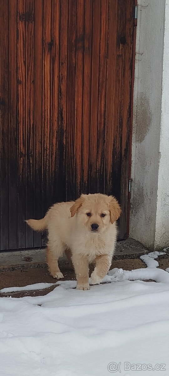 Holčička zlatý retrívr, již k odběru