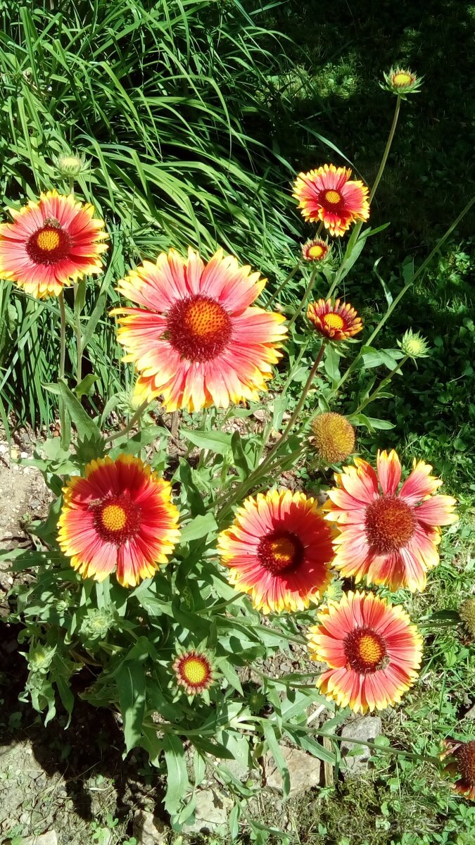 Kokarda - odkopek, semínka