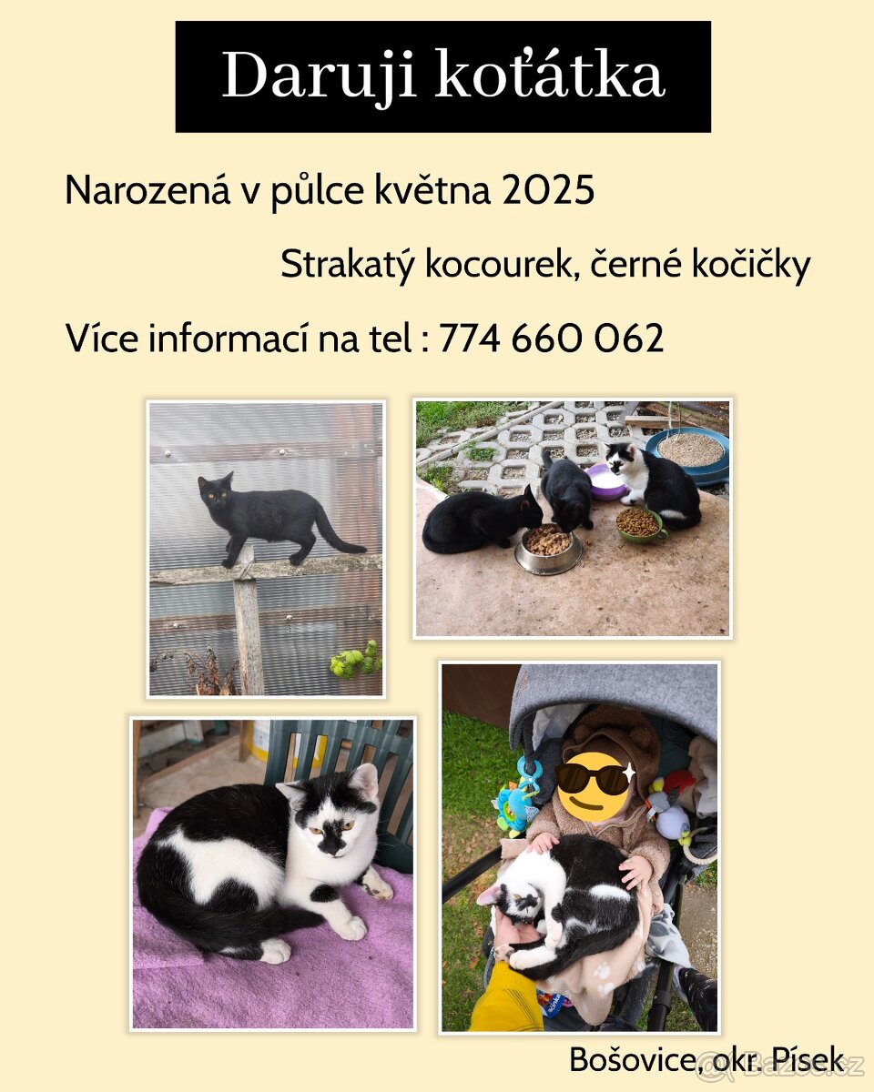 Daruji koťátka do dobrých rukou