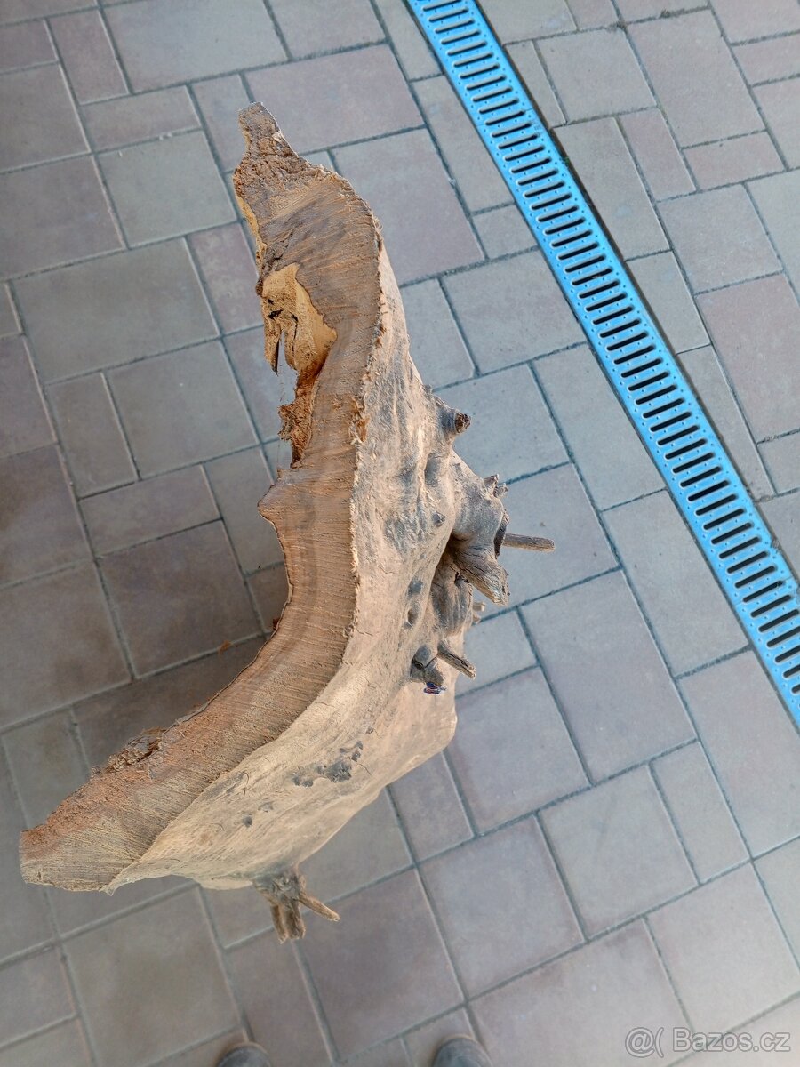 Topolové skořepiny