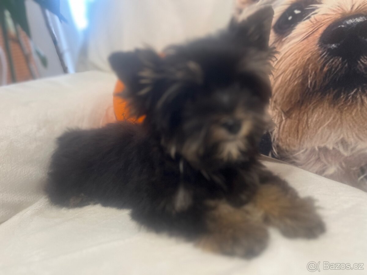 Jorksirsky terier biwier