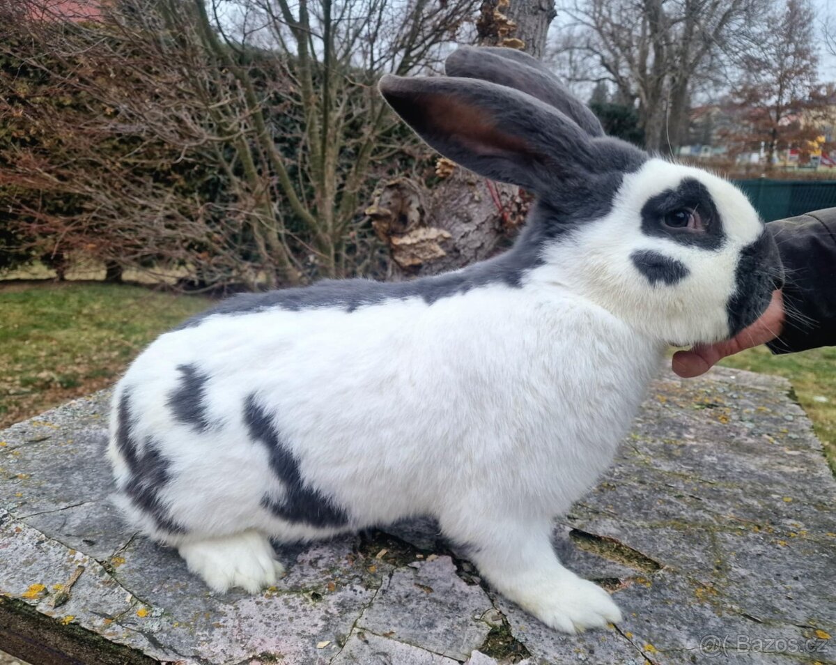 Německý obrovitý strakáč