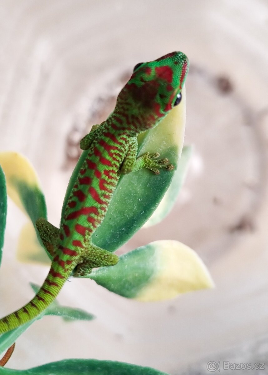 Felsuma madagaskarská grandis