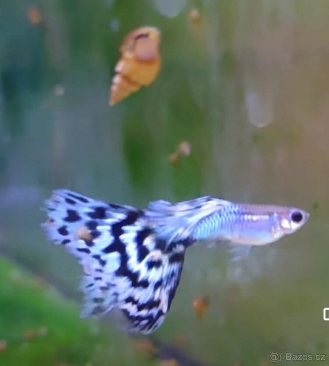 Paví očka / guppy