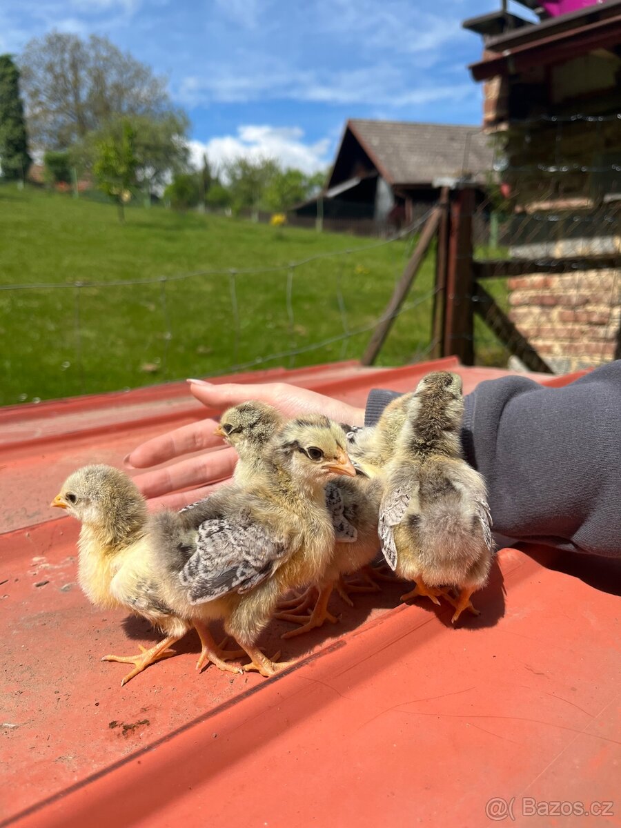 Zdrobnělá wyandotka stříbrná koroptví