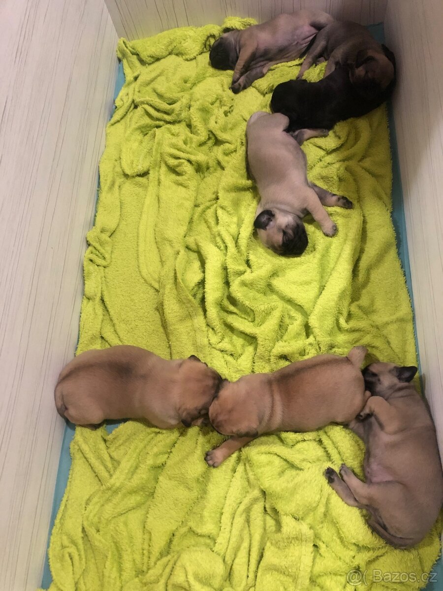 Mops štěňátka