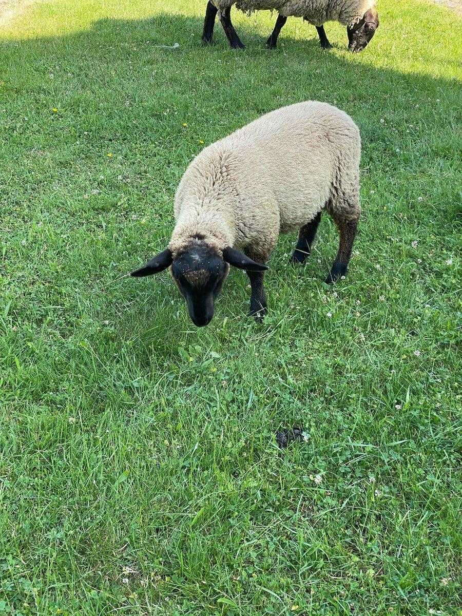Prodám jehňata Suffolk, 3 beránek, 3 ovečky, letošní