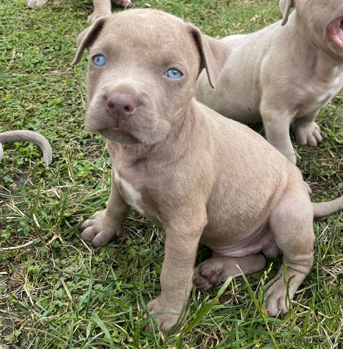American Bully XL s PP