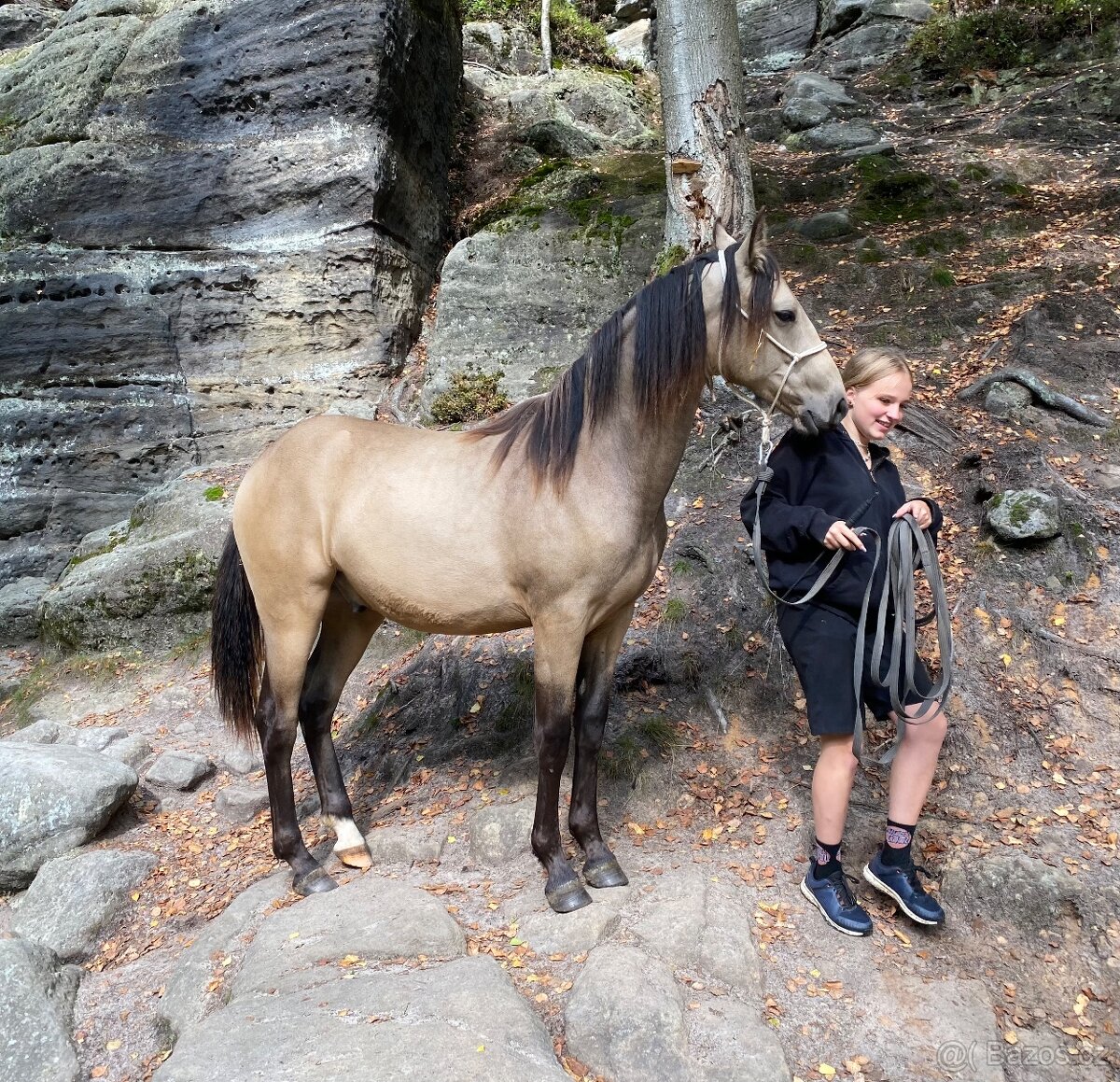 Appaloosa valášek