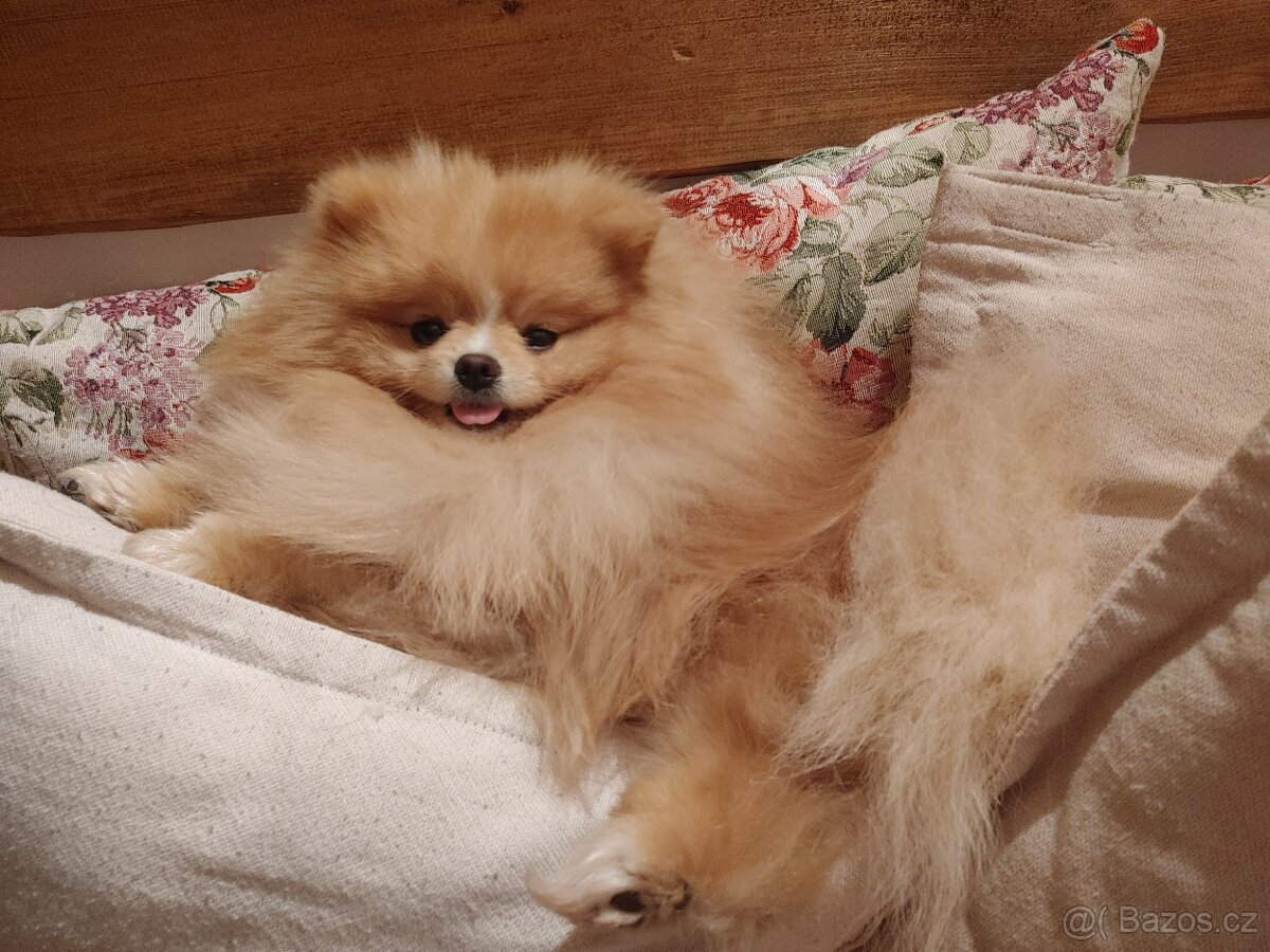 Pomeranian s PP ke KRYTÍ - krémový (žádný prodej)