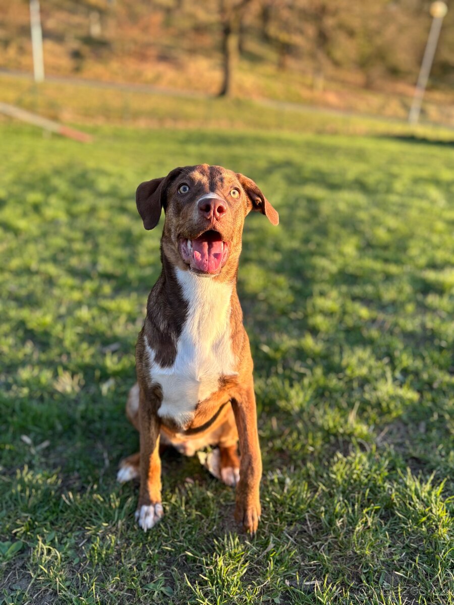 Daruji rok staré štěně křížence Catahouli x Pittbula