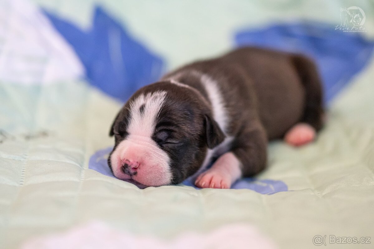 Americký stafordširský teriér s PP