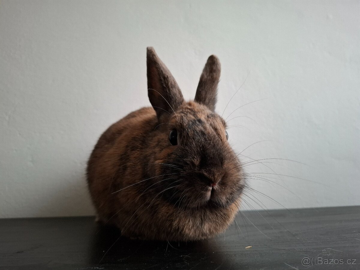 Zakrslý králík