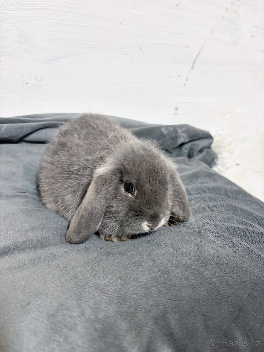 Zakrslý beran modrý bílopesíkatý