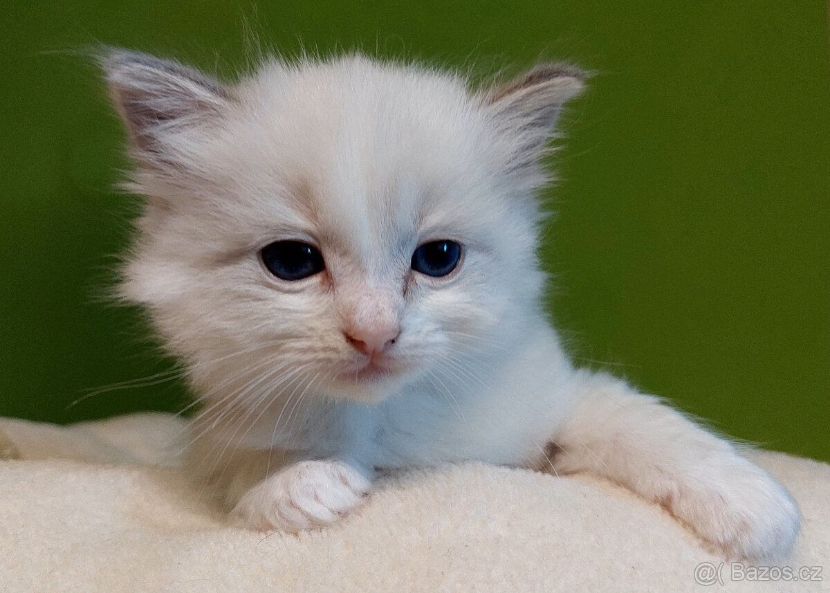Poslední koťátko Ragdoll k REZERVACI