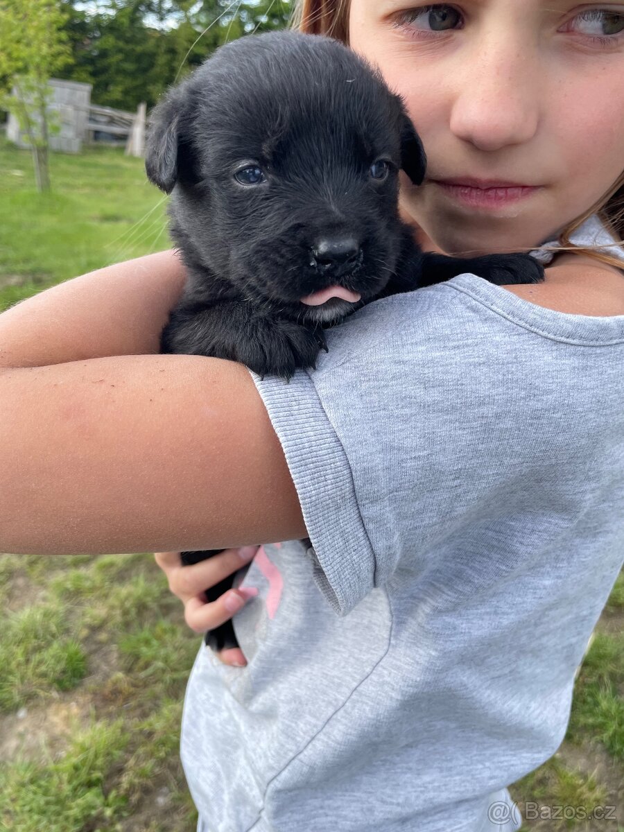 Border kolie x Labrador
