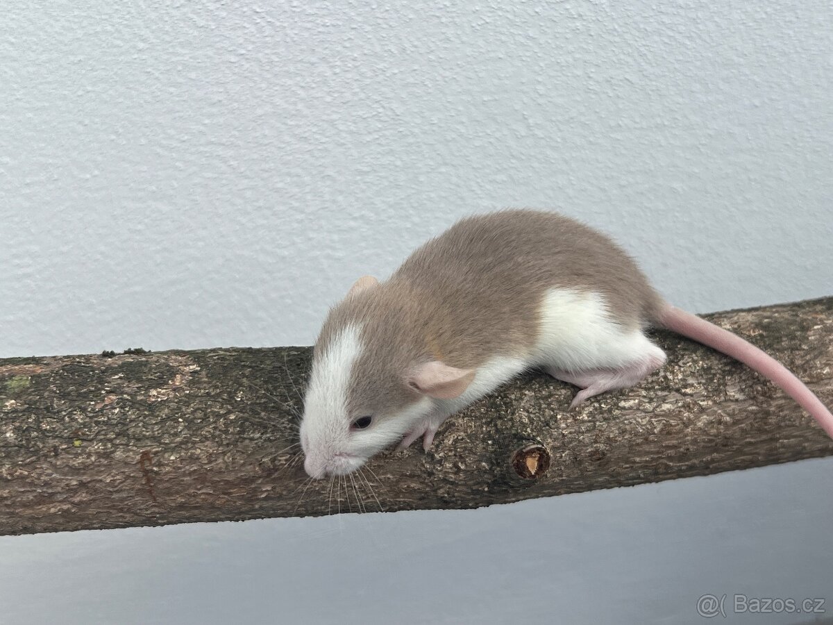 Potkan Dumbo