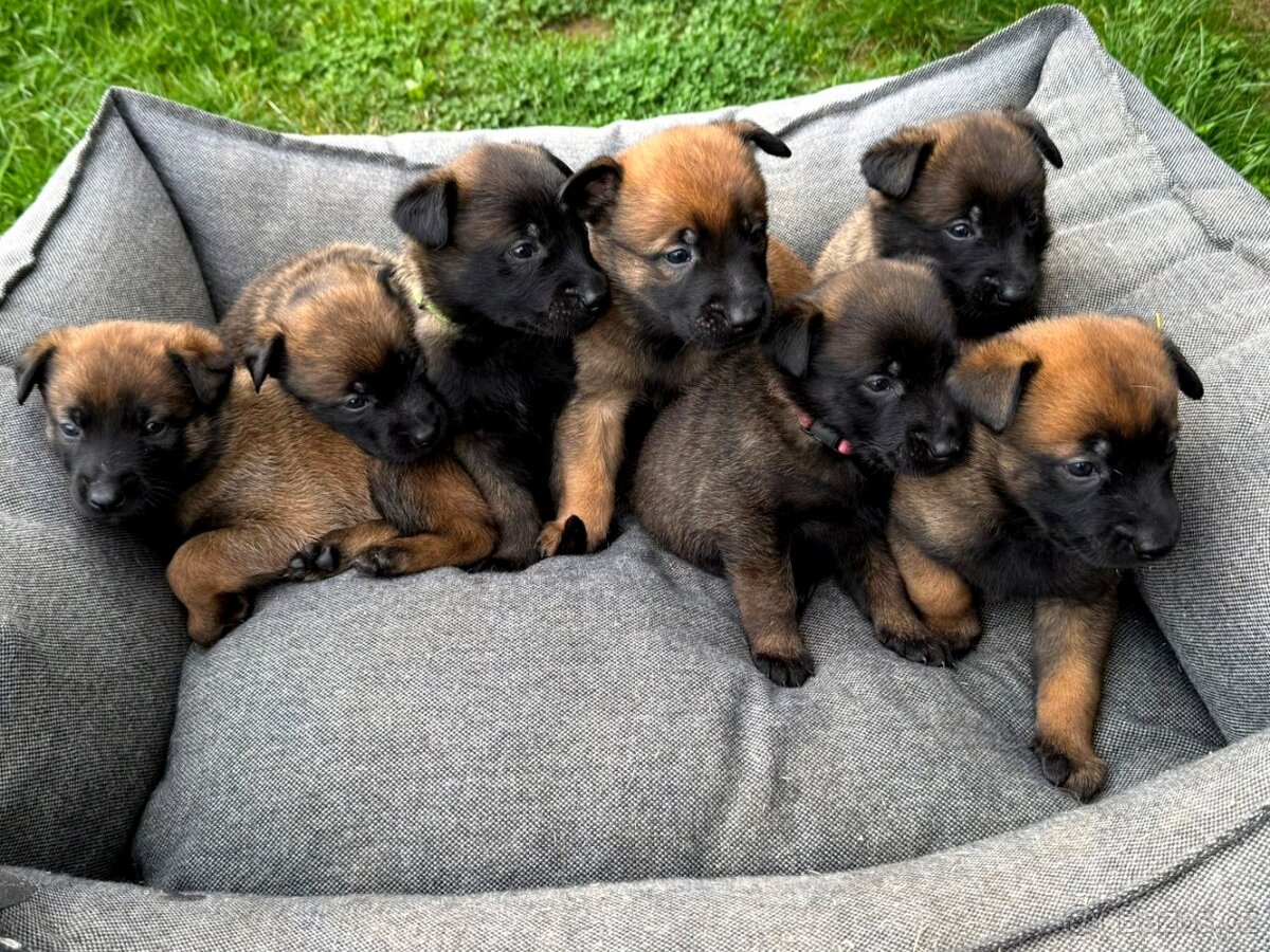 Belgický ovčák Malinois s PP po Edward Ad-Gür