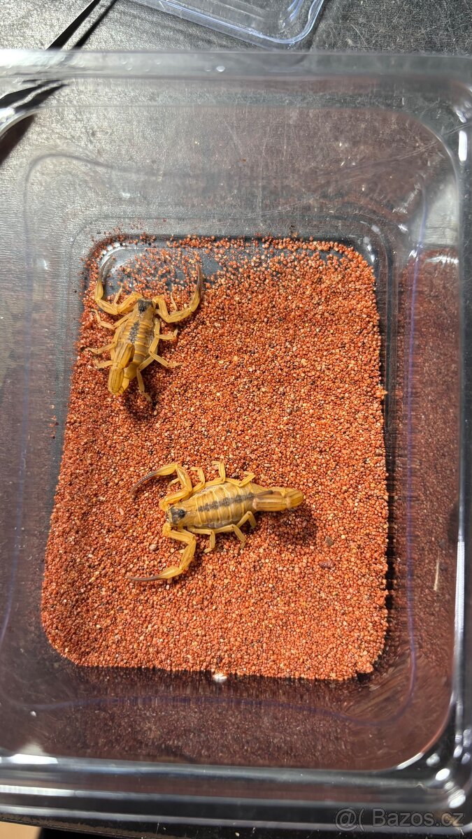 Štíři - aktuální nabídka říjen/listopad