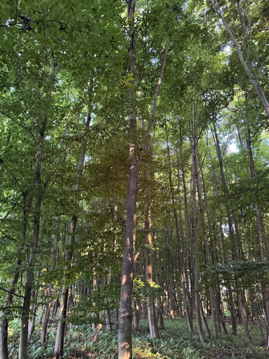 Prodám lesní pozemky v k.ú. Vlašim