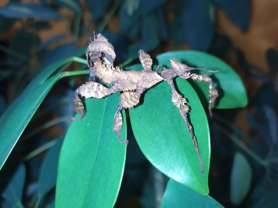 Strašilka australská