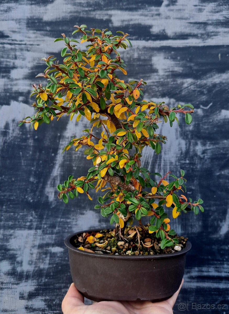 BONSAI, bonsaj - Cotoneaster dammeri 2