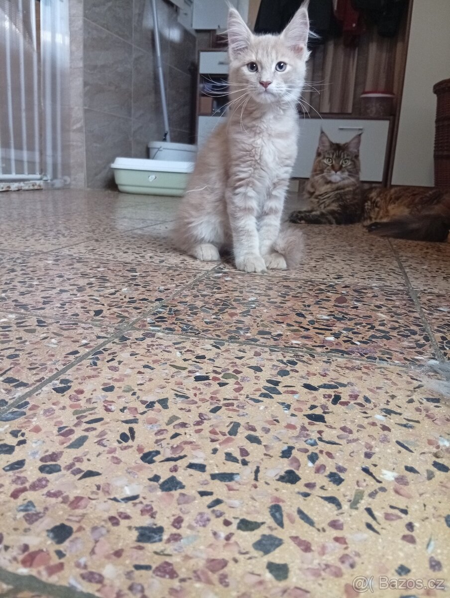 Mainská mývalí , MCO maine coon