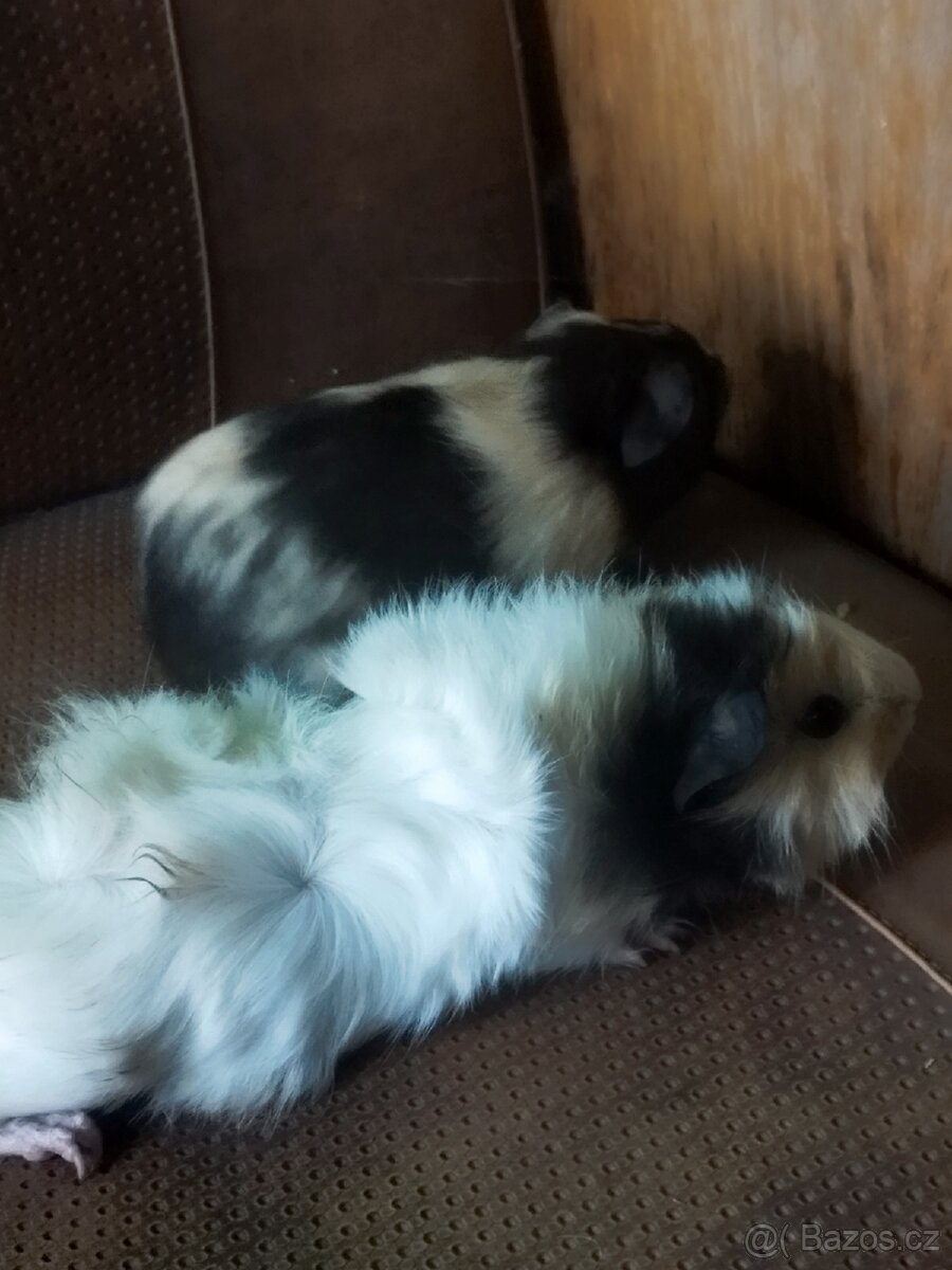 Zakrslý králík+morčata rozeta a hladké