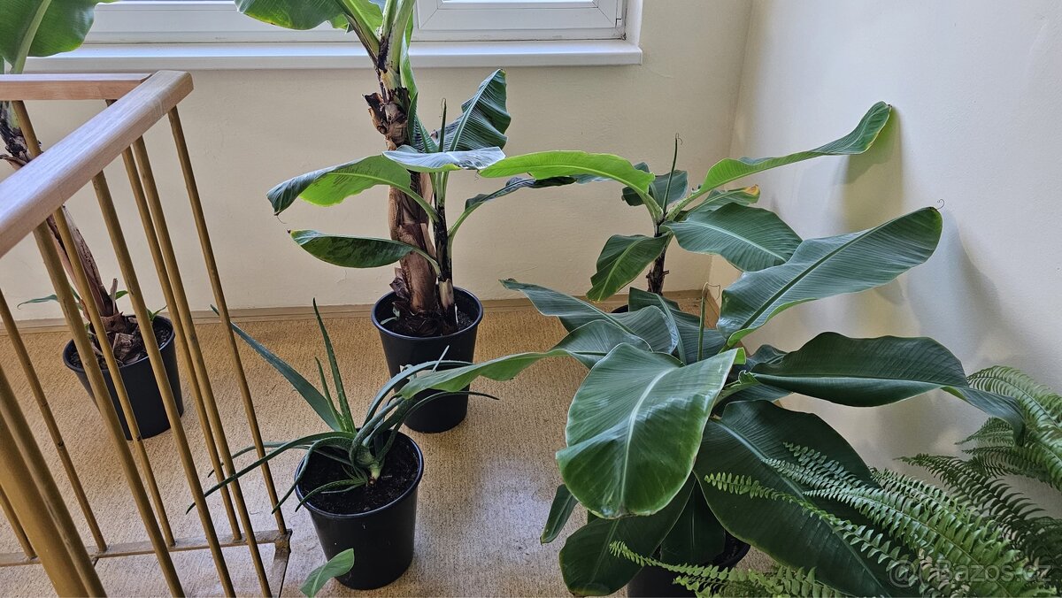 Prodej Banánovníků, Kapradí a Aloe Vera