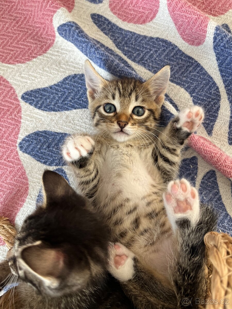 Bytový - mourovatý kocourek - s EU pasem