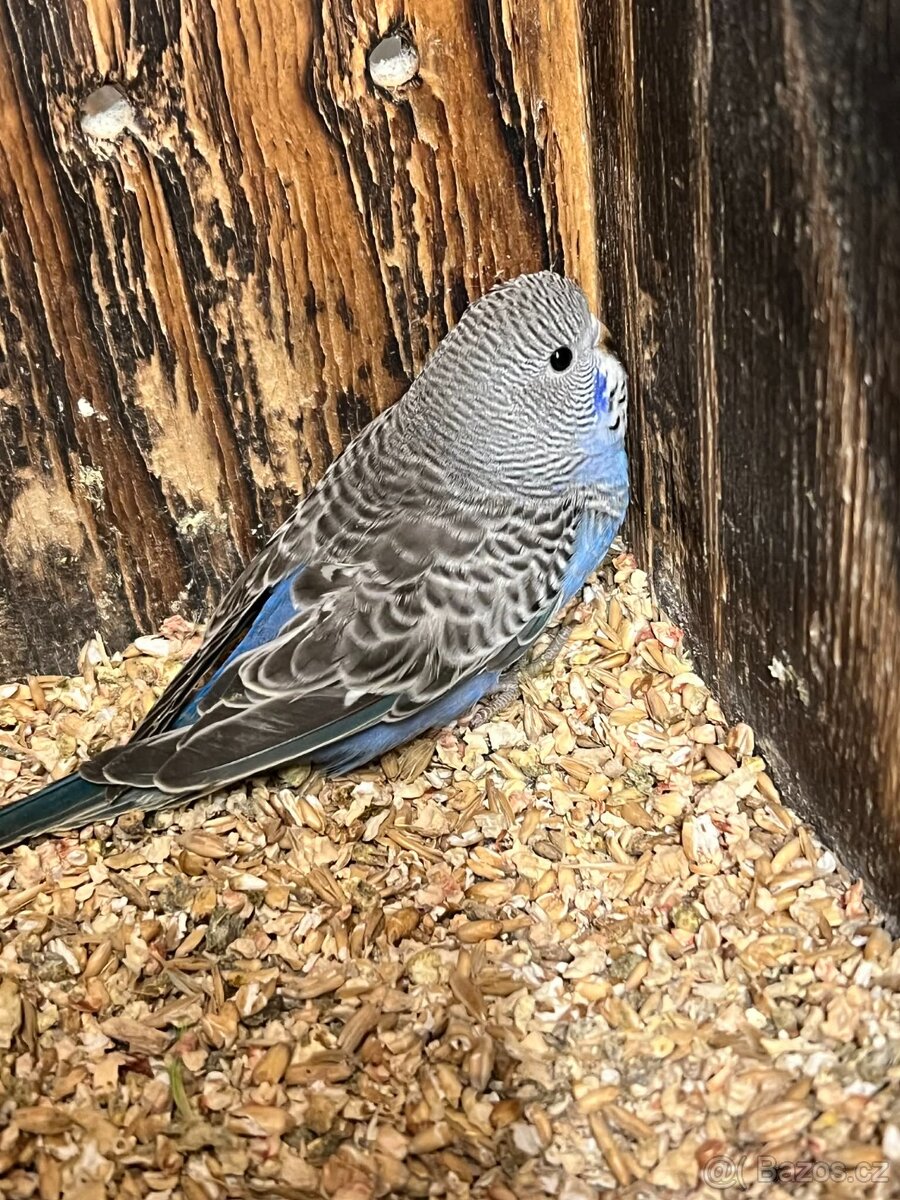 Andulky - na ochočení.