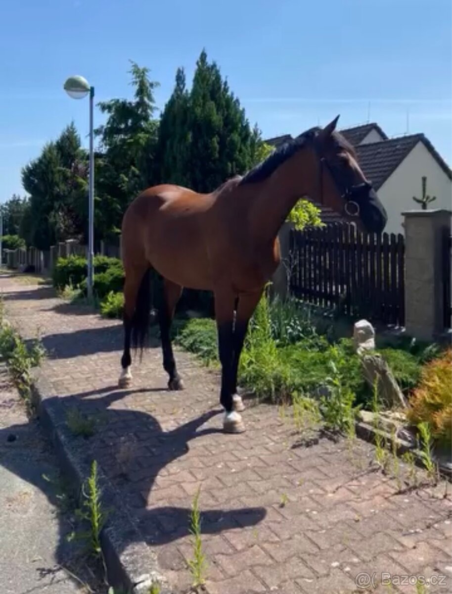 Pronájem koně