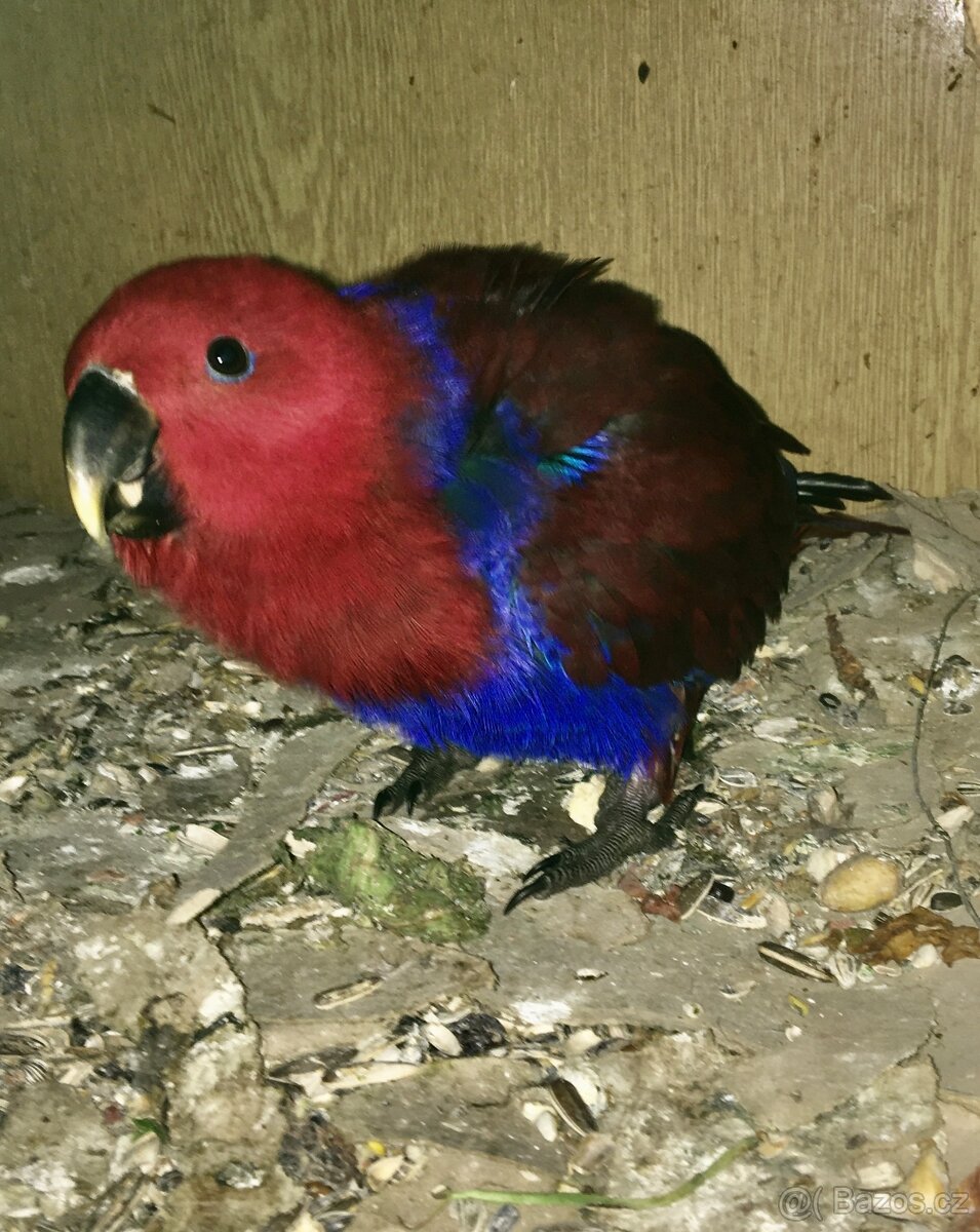 Eklektus polychloros