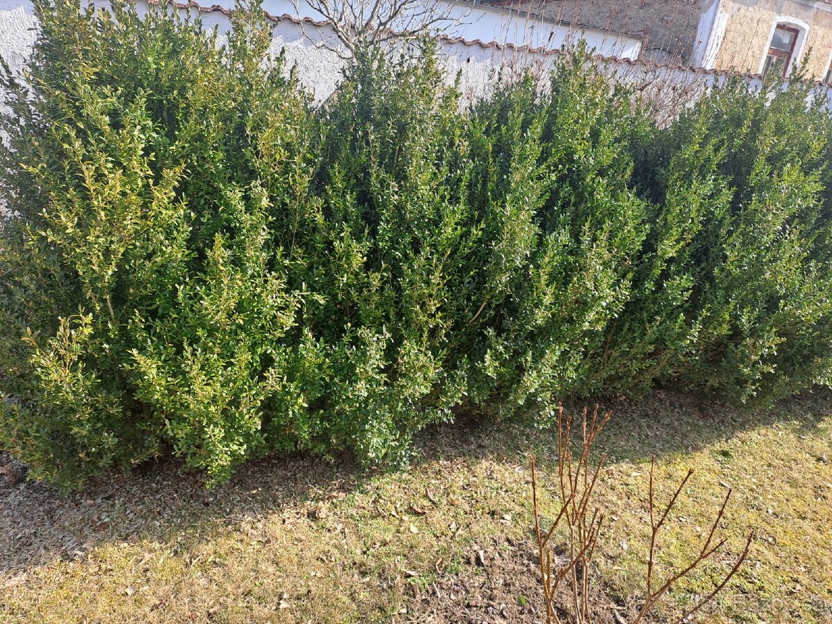 Buxus 14 ks do rostleho plotu i solo