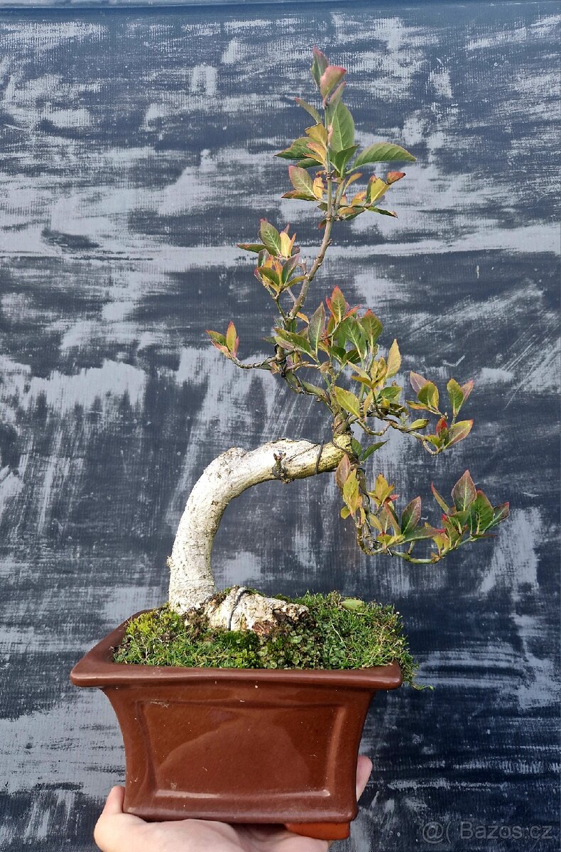 Bonsai, Bonsaj - Evonymus 1