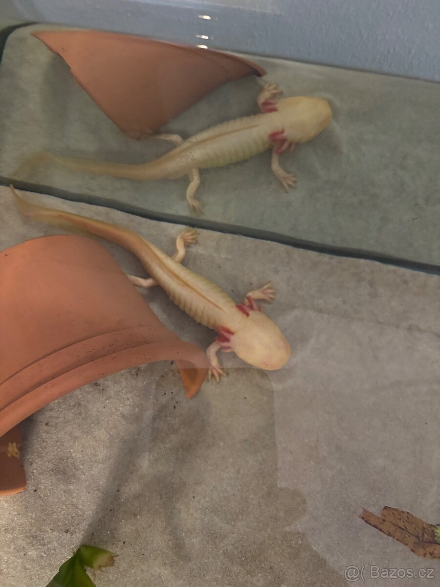 Ambystoma mexicanum