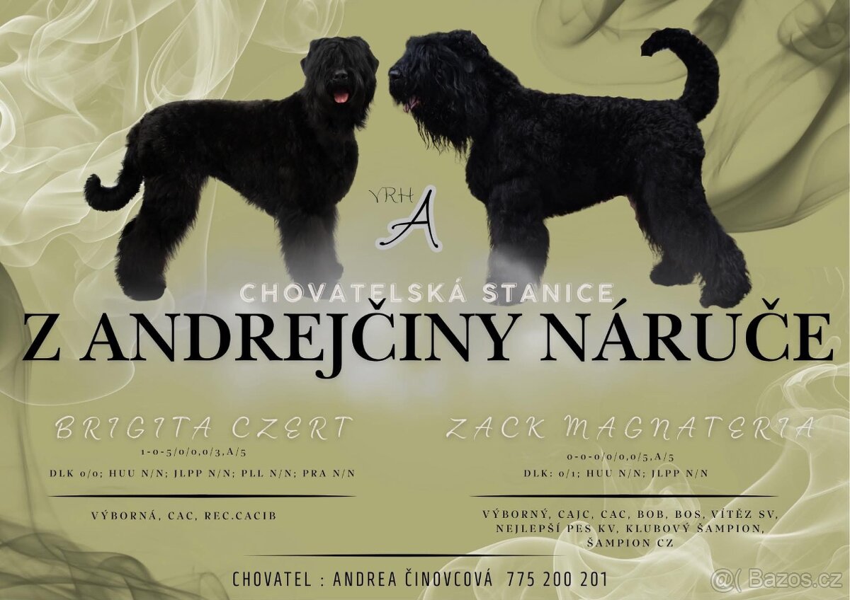 Černý ruský teriér - chov.st. Z Andrejčiny náruče