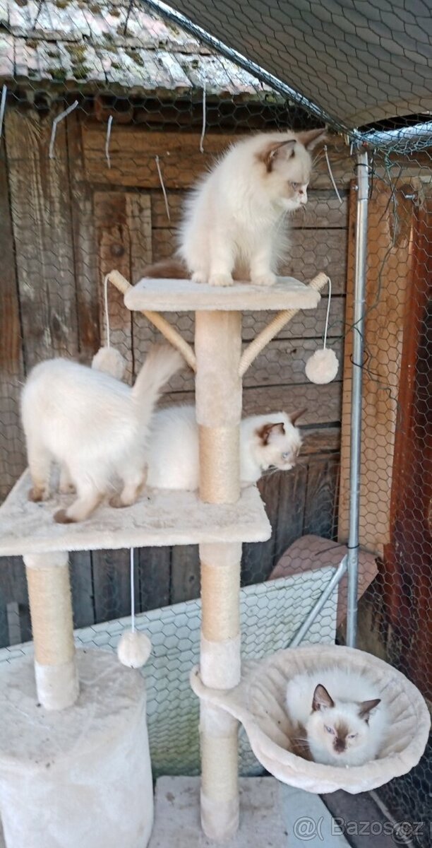 Ragdoll koťátka
